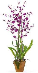NEARLY NATURAL 35 Purple Dancing Lady Silk Orchid Flower Arrangement 