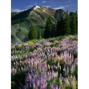  Lupine and Subalpine Firs, Humboldt National Forest 