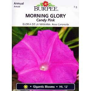  Burpee Candy Pink Morning Glory   15 Seeds Patio, Lawn 