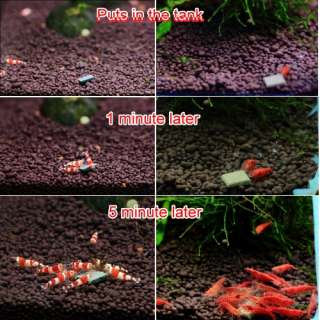 Growth food for Crystal Red Shrimp Cherry bee aquarium  