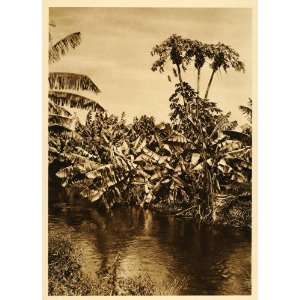  1925 Banana Papaya Trees Veracruz Mexico Hugo Brehme 