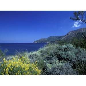 Broom Flowers and the Mediterranean Sea, Sicily, Italy Photographic 