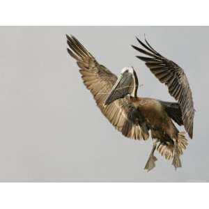  Brown Pelican Flying with Nest Building Material, Little 