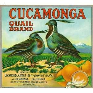  Cucamonga Quail Orange Citrus Fruit Crate Box Label Art 