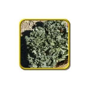  Siberian Dwarf   Jumbo Kale Seed Packet (1000) Patio 