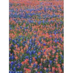 Field of Texas Blue Bonnets and Indian Paintbrush, Texas Hill Country 