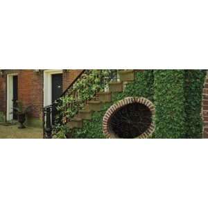 Ivy Plant Covering a Brick Wall and Railing, West Jones 