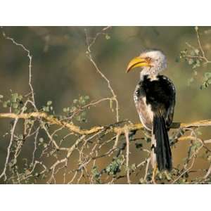  Southern Yellowbilled Hornbill (Tockus Leucomelas), Kruger 