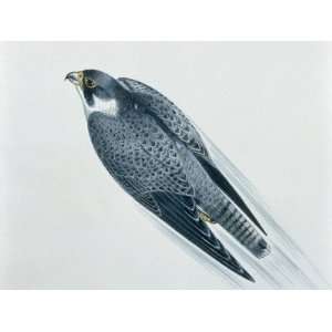  Close Up of a Peregrine Falcon Flying (Falco Peregrinus 