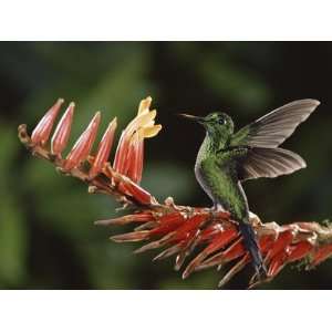  Green Crowned Brilliant (HeliodoxaJacula), Bromeliad 