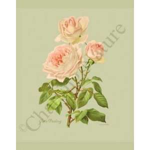  Botanical Pink Rose Print Grace Darling