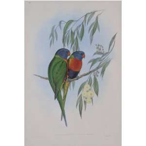  John J Gould   Swainsons Lorikeet #48 13 x 19 inch Birds 