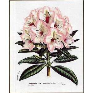  Pink Rhododendron I by Ludwig Van Houtte. Size 18.00 X 24 