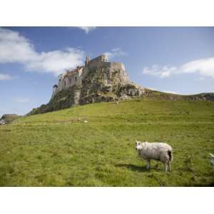  Lindisfarne Castle and Sheep, Lindisfarne or Holy Island 