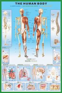 SCIENCE POSTER ~ HUMAN BODY ANATOMY Skeleton Muscular Organs Spine 