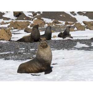  Fur Seals at Brown Bluff, Antarctic Peninsula, Antarctica 
