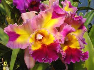 Blc. Hawaiian Lightning Fiesta Orchid Plant  