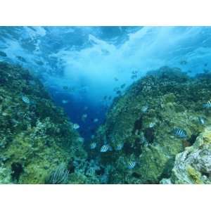 Sergeant Major Damselfish Near an Underwater Pinnacle with Waves Above 