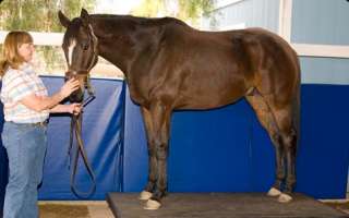 EquiVibe Equine Racehorse Horse Rehabilitation Plate  