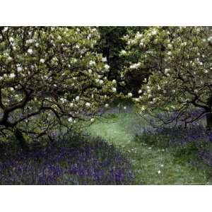 Flowering Trees Amid a Meadow Full of Wildflowers National Geographic 