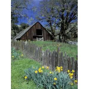  Fence, Barn and Daffodils, Northern California, USA 