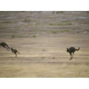 Western Gray Kangaroos Running Across a Plain Premium Photographic 