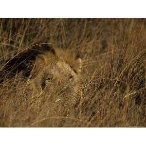  Lion, Panthera Leo, Moremi Wildlife Reserve, Botswana 