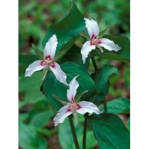  Painted Trillium, Waterville Valley, White Mountain 