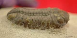 STRUVEASPIS TRILOBITE FROM MOROCCO   NEW DISCOVERY  