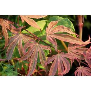  Shirazz Japanese Maple 2   Year Graft Patio, Lawn 