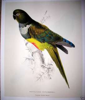 Patagonian Parakeet Macaw   Taschen Parrot Lithograph  