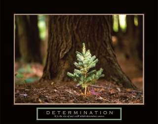 Determination Little Pine Trees Motivational Poster  