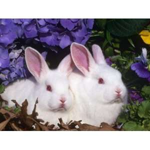  Two Albino New Zealand Domestic Rabbits, USA Stretched 