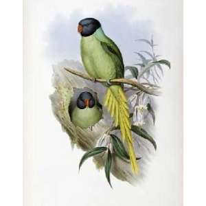  Slaty Headed Parakeet by John Gould. Size 7.75 X 10.00 Art 