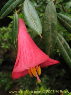 Philesia magellanica. 30 fresh seeds  