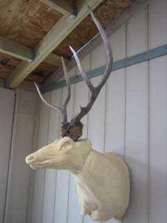   3x3 Elk RACK Antlers taxidermy deer mule whitetail sheds mount  
