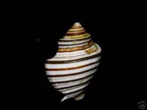 Formosa/shells/Opeatostoma pseudodon 34mm.w/o.  