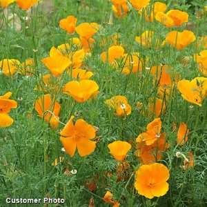  California Poppy Seeds Patio, Lawn & Garden