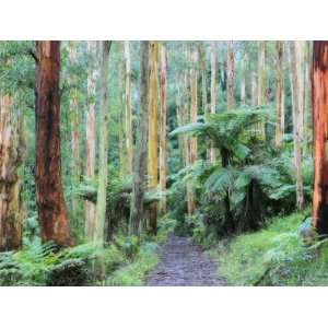  Path Through Forest, Dandenong Ranges, Victoria, Australia 