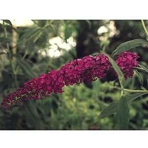  BUTTERFLY BUSH ROYAL RED / 1 gallon Potted Patio, Lawn 