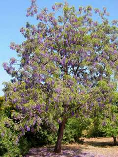 Bolusanthus speciosus, AFRICAN WISTERIA TREE ~PLANT~  