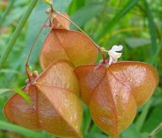 Love In a Puff   Balloon Vine 25 Seeds/Seed  