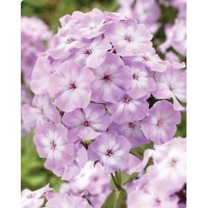  Hardy Tall Phlox Pink Lady 1 root Patio, Lawn & Garden