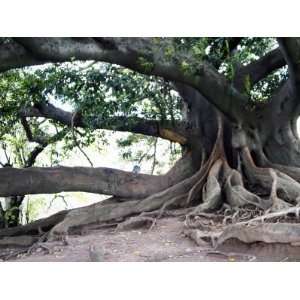 Tree with Roots and Graffiti in Park on Plaza Alverar Square, Buenos 