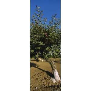  Close Up of a Plum Tree in an Orchard, Gilroy, California 