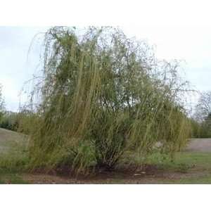  WILLOW WISCONSIN WEEPING / 5 gallon Potted Patio, Lawn 